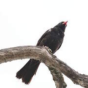 Red-billed Buffalo Weaver
