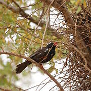 Red-billed Buffalo Weaver