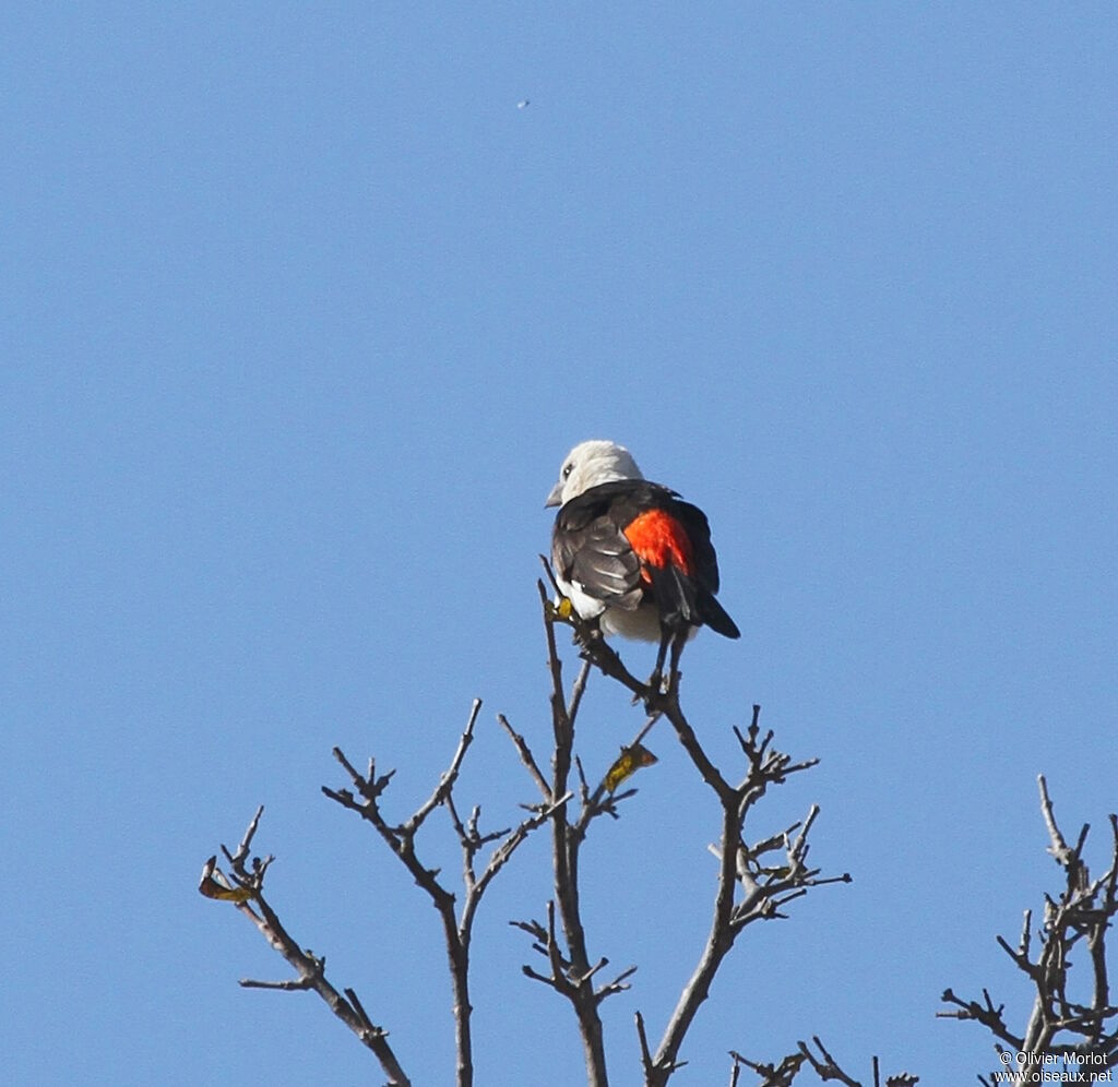 White-headed Buffalo Weaver