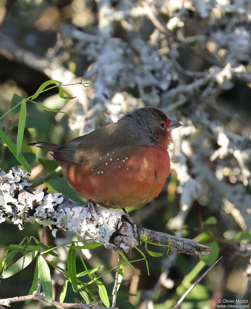 African Firefinch