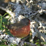 African Firefinch