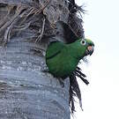 Amazone à front jaune