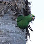 Amazone à front jaune