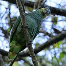 Amazone aourou