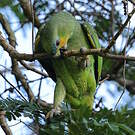 Amazone aourou