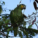 Amazone aourou