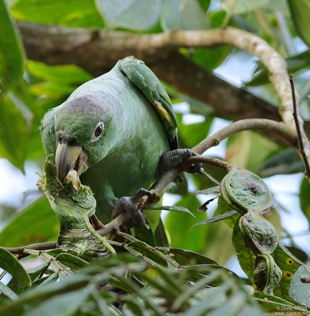 Southern Mealy Amazon