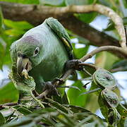 Amazone poudrée