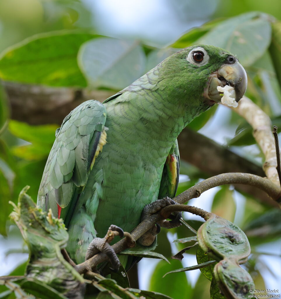 Southern Mealy Amazon