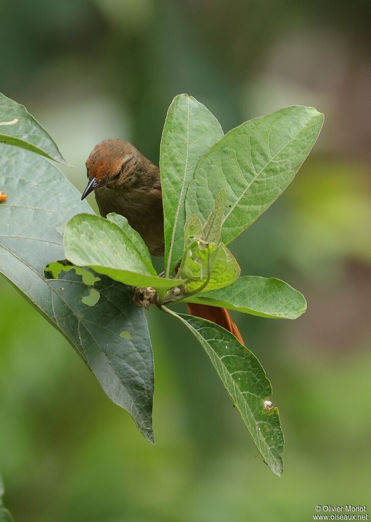 Buff-fronted Foliage-gleaner