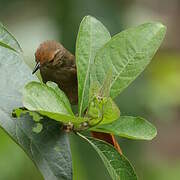 Buff-fronted Foliage-gleaner