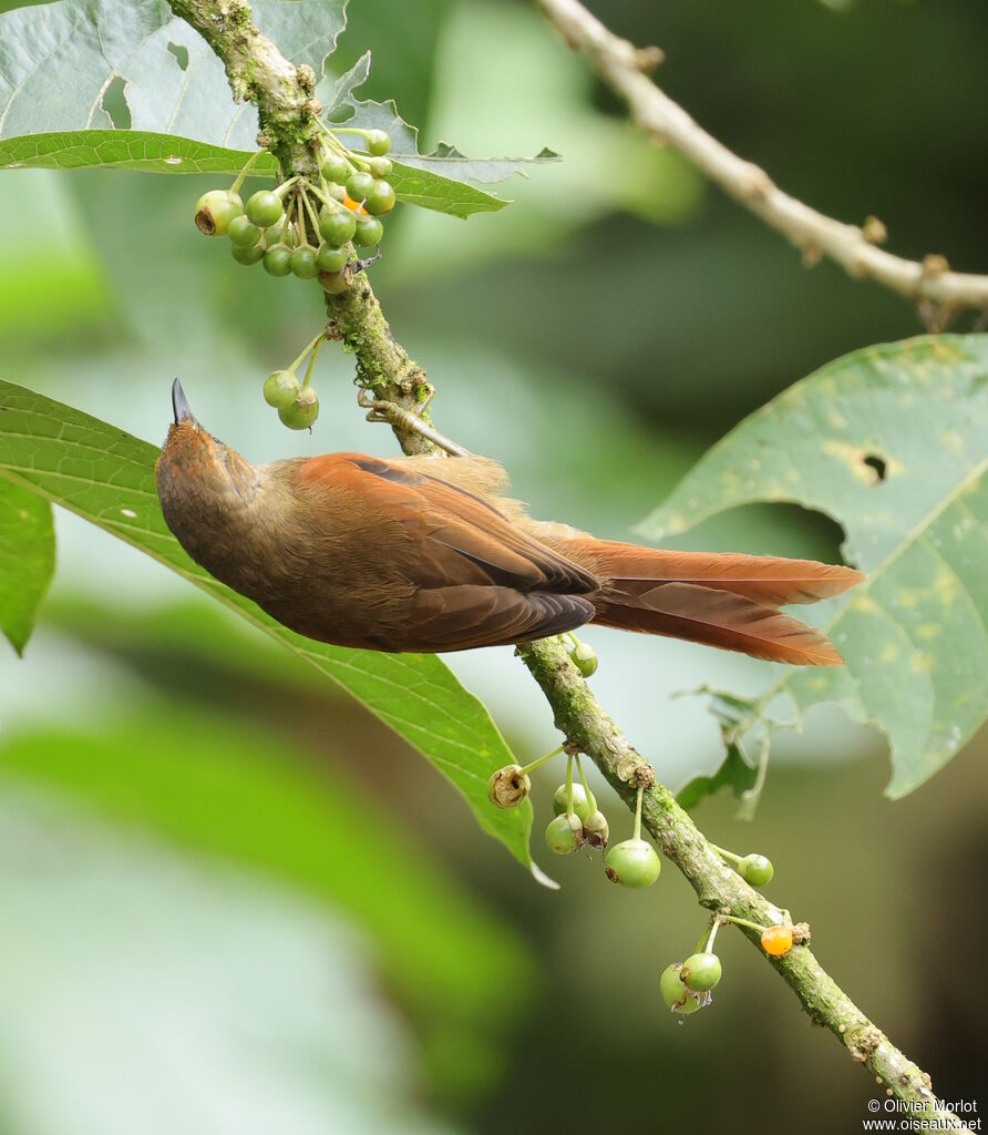 Buff-fronted Foliage-gleaner