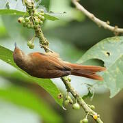 Buff-fronted Foliage-gleaner