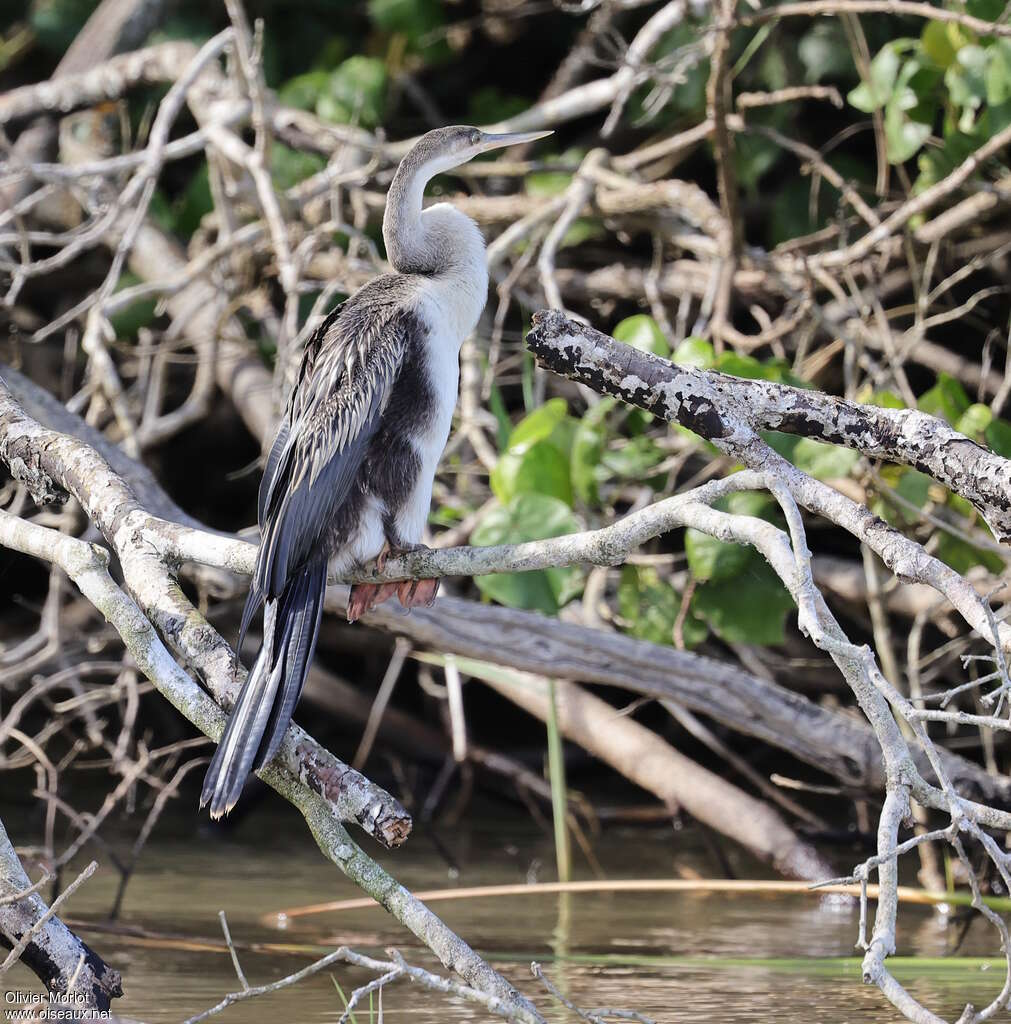 Anhinga d'Afriqueimmature, identification