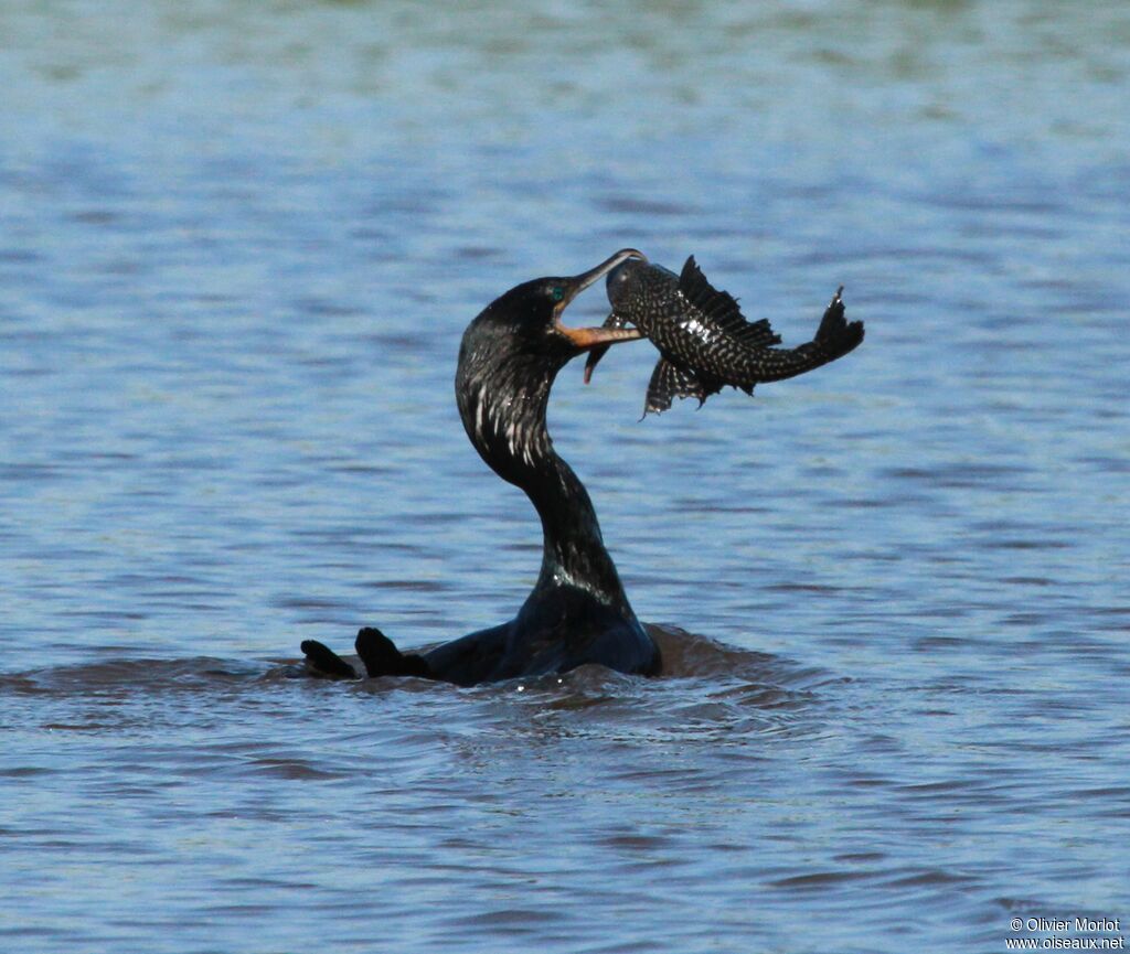 Anhinga