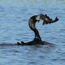 Anhinga d'Amérique