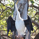 Anhinga d'Australie