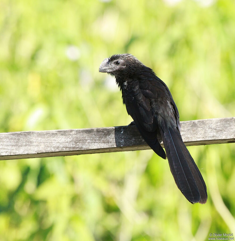 Smooth-billed Ani