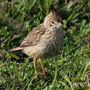 Lark-like Brushrunner