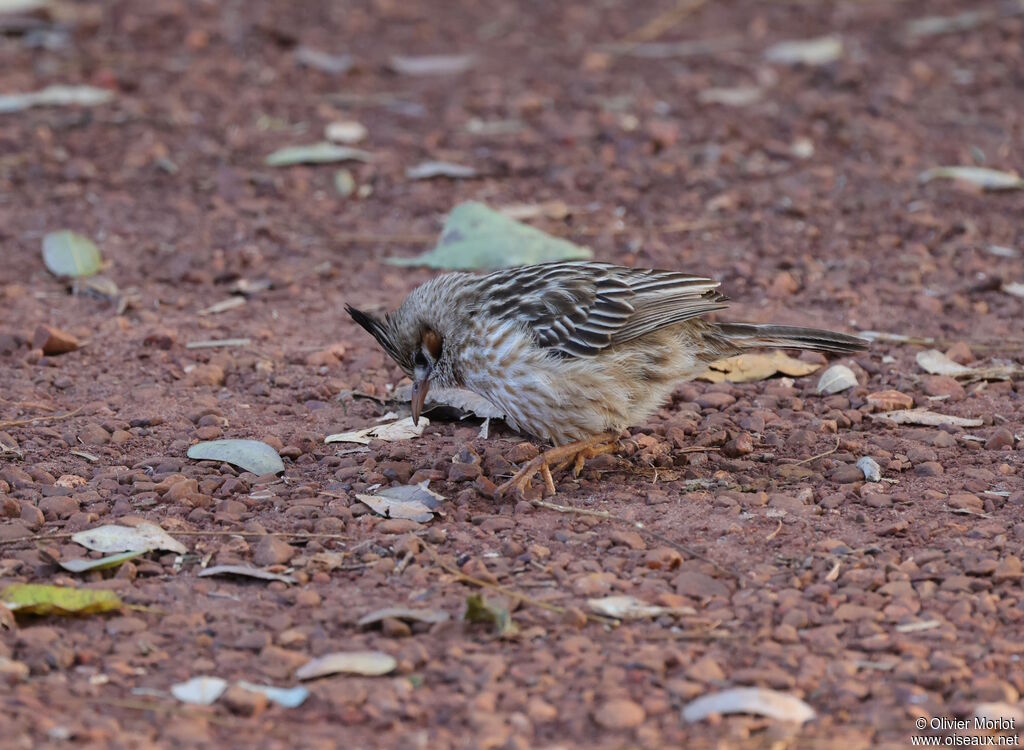 Lark-like Brushrunner