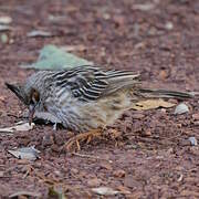 Lark-like Brushrunner