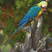 Blue-and-yellow Macaw