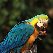 Blue-and-yellow Macaw