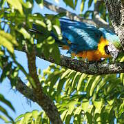 Blue-and-yellow Macaw