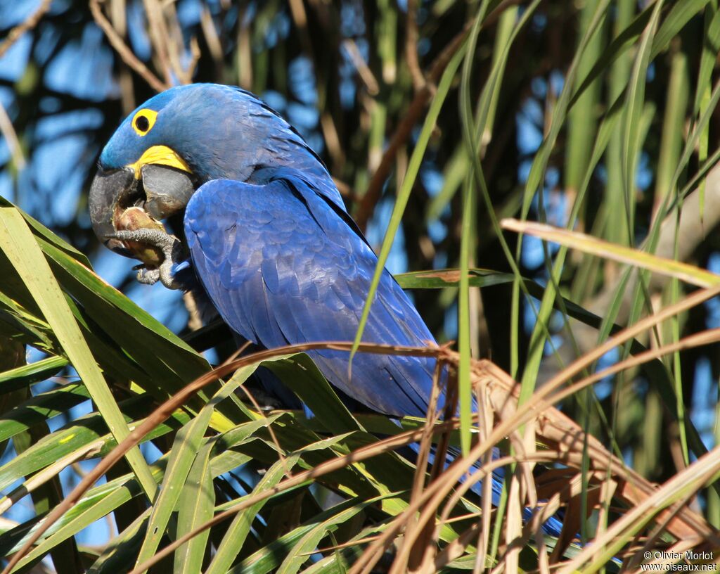 Hyacinth Macaw