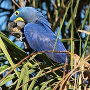 Hyacinth Macaw