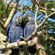 Hyacinth Macaw