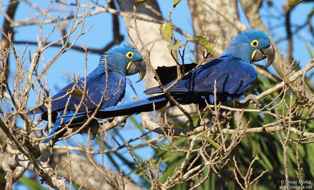 Hyacinth Macaw