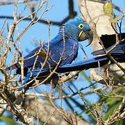 Hyacinth Macaw