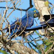 Hyacinth Macaw