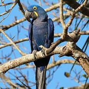 Hyacinth Macaw