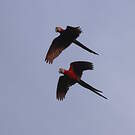 Ara rouge