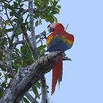 Ara rouge