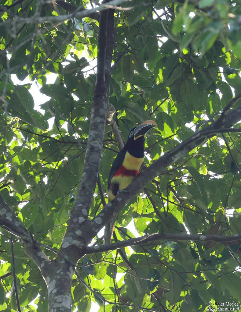 Chestnut-eared Aracari