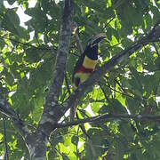 Chestnut-eared Aracari