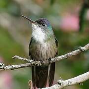 Azure-crowned Hummingbird