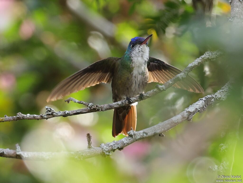 Azure-crowned Hummingbird