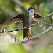 Azure-crowned Hummingbird