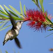 Azure-crowned Hummingbird