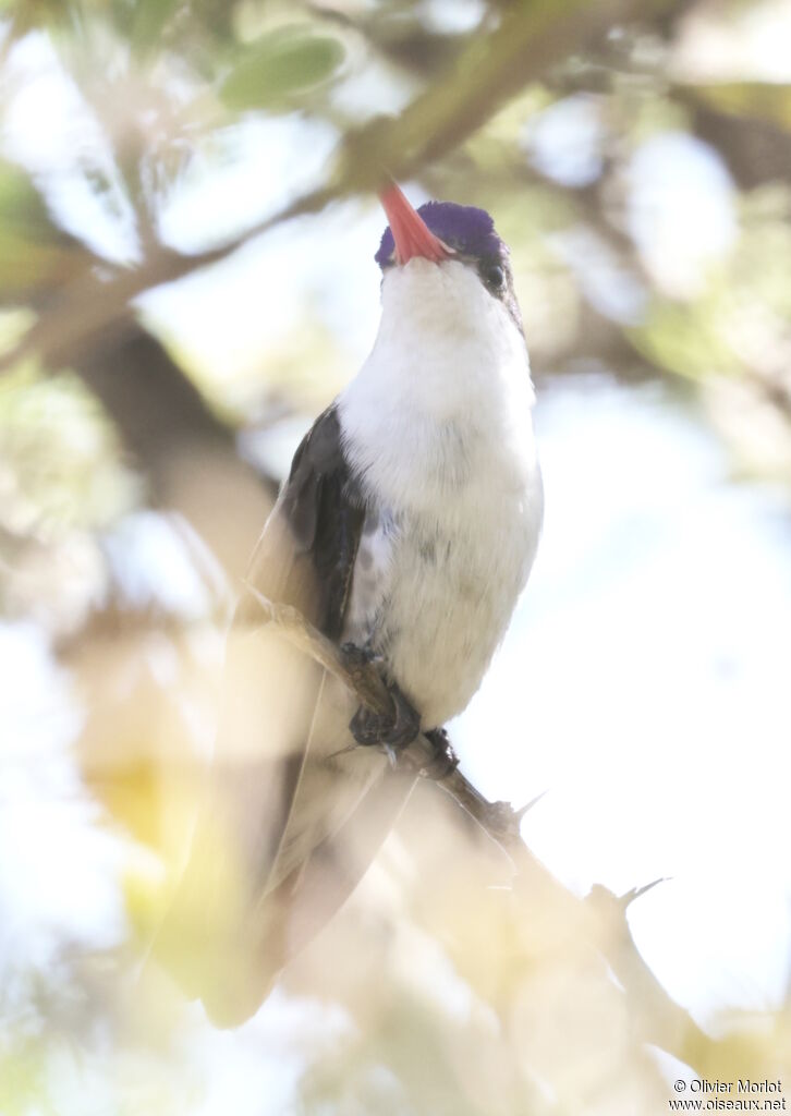 Violet-crowned Hummingbird