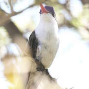 Violet-crowned Hummingbird