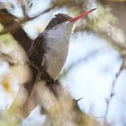 Violet-crowned Hummingbird