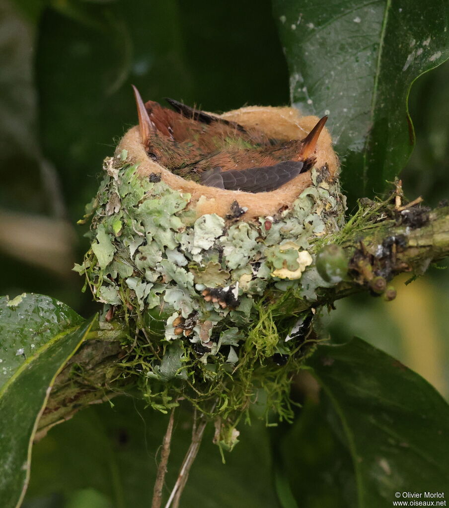 Rufous-tailed Hummingbird