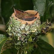 Rufous-tailed Hummingbird