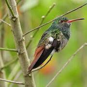 Rufous-tailed Hummingbird