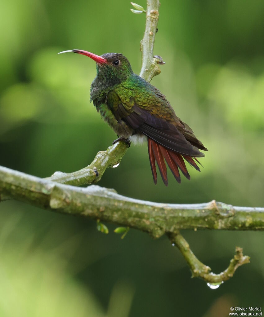 Rufous-tailed Hummingbird